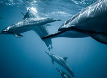 leyu乐鱼体育-莫雷诺2球险助球队逆转 因伤下场致申花痛失好局